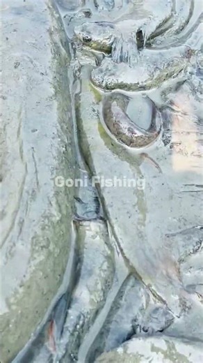 Amazing Sing Fish Mating Moment #fishing