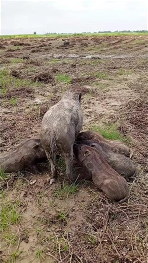 amazing pig feeding #shorts