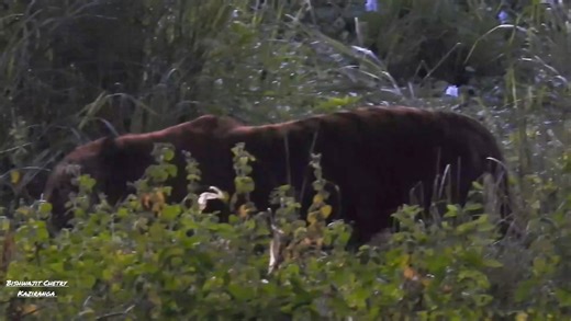 Today Afternoon Sighting Big Male Tiger 🐅 Kaziranga National Park 09 Nov 2025 | Bishwajit Chetry