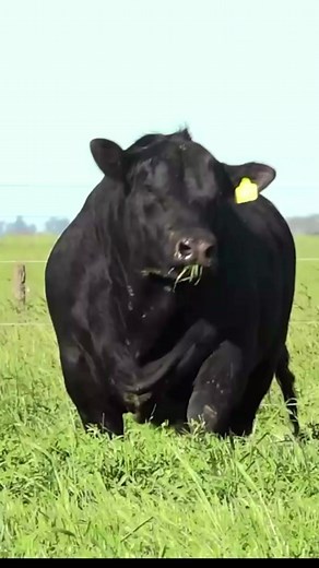 Angus prim Aberdeen KZ: Бөлім 57 – малды майлаудың қарапайым әдістері