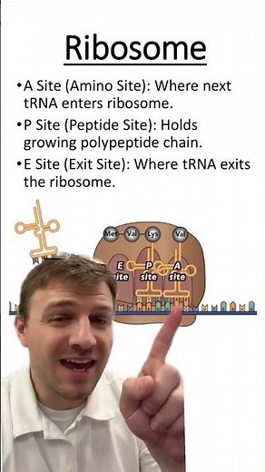Ribosomes and Protein Synthesis