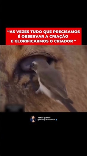 OBSERVEMOS A CRIAÇÃO DO CRIADOR!