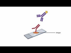 Indirect Immunofluorescence Test animation