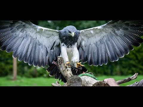 Falconry: the Buzzard-Eagles