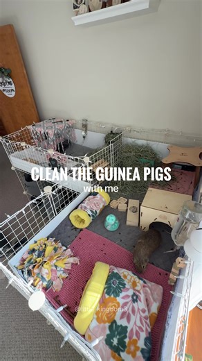 Guinea Pig Cage Cleaning Timelapse