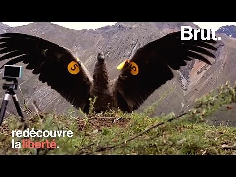 Un Condor réapprend à voler après une année en captivité