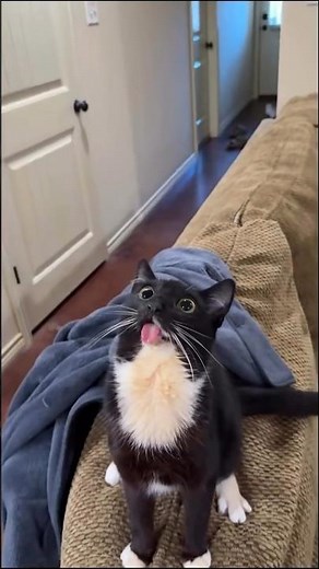 Epic Cat Moments Caught on Camera 😸📸