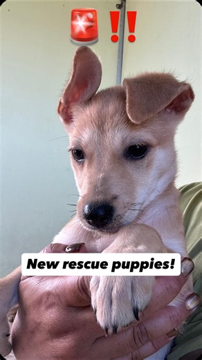 Love Of All Dogs on Instagram: "These 4 puppies were rescued from the streets after tragedy struck.. Their mom and one of their siblings were murdered after eating poisoned food that was left out by heartless neighbors. When Nilsa got the call from a bystander and heard what happened, she acted immediately—bringing the remaining puppies out of danger and into safety at the LOAD house, despite the fact that we are over capacity. The woman who called for help originally said she had spotted only 3