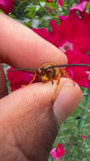 An angry Eastern Cicada Killer! #wasp #insects #bug #spider #tarantula #tarantulas #animals #fyp #fypシ #foryoupage