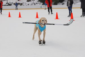 This ice skating dog is living out his NYC dreams