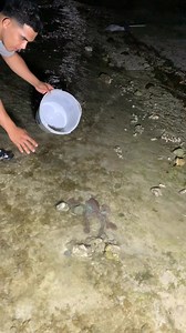 Sleeping octopus 🐙 | Mel Olivares