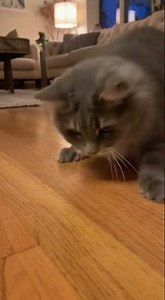 Cat vs. Cockroach: A Hilarious Home Chase