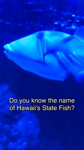 1K views | Can you say Humuhumunukunukuapua'a? This fish is also named Reef Triggerfish. Humuhumunukunukuapua'a translates to pig nose fish. #eastidahoaquarium #eastidaho #idahofallsaquarium #idahofallsfun #aquariumidahofalls #Reeftriggerfish #humuhumunukunukuapua-a #highschoolmusical #sharpay | East Idaho Aquarium | Facebook