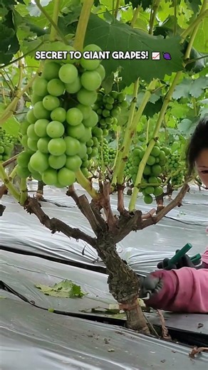 secret technique for giant grapes satisfying girdling skill #ASMR #OddlySatisfying #Grape