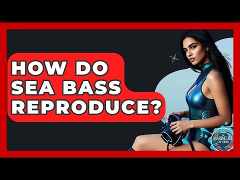 How Do Sea Bass Reproduce? - The Marine Life Explorer