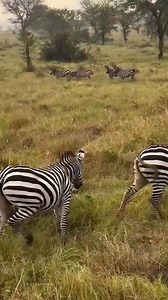 8.6K views · 118 reactions | Zebra Vs Leopard | Nature's World | Facebook