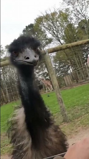 Emu attacks man on safari!!!!!!!!