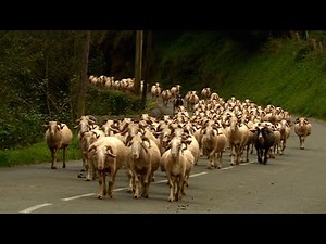 Pyrenean sheep: happiness is in the Aspe valley