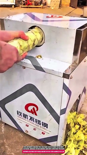 Automatic Vegetable Root Peeling Machine for Fast Stem Cleaning up to 6 cm