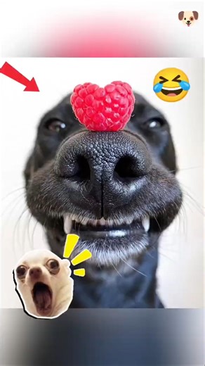 Dog & Cat Cute Funny Chaos? 🤯 Part 2