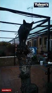 Cuando tus gatos se creen artistas de circo 😹