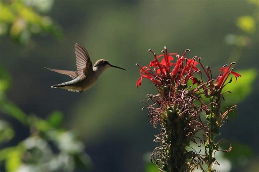 Love Hummingbirds? Best Plants and Flowers That Naturally Attract Them to Your Garden Now