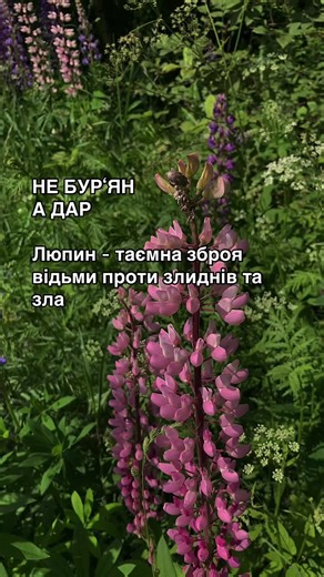 Люпин — одна з тих рослин, що здаються простими, але мають глибоку символіку і магічну дію. Люпин зменшує «ментальний шум». Його енергія — приглушення зайвих думок. Відьми використовували настій або дим від сухого люпину, щоб: 🌿заспокоїти тривогу 🌿перед ритуалом; 🌿загасити конфлікт всередині (між логікою й інтуїцією). Люпин — м’який алхімік душі. Він лагідно витягує старий біль, допомагає пройти образи й зраду без боротьби. Підтримує в практиках тіні, самопрощення, повертає відчуття: «Я не зл