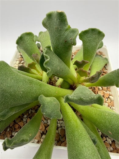 Adromischus cristatus Key Lime Pie Succulent, Bare Root (4")