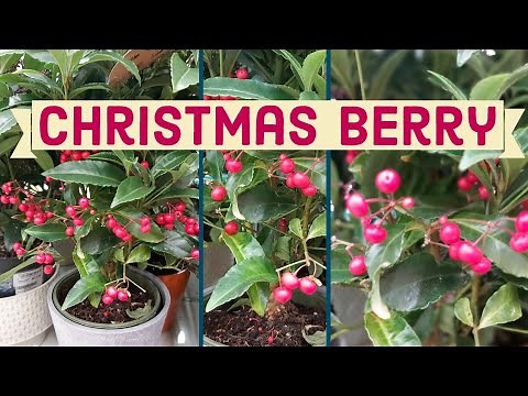 Christmas Berry | Ardisia Bospremium | Coral berry | Indoor Berries | Jungle Berries | Indoor Plant