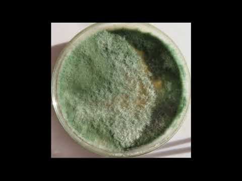 Trichoderma harzianum T22 – как работи и защо я използвам в градината