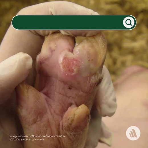 Foot-and-mouth disease (FMD) is characterized by fever and vesicles in the mouth and on the muzzle, teats, and feet of animals. In countries that are normally FMD-free, culling of infected animals and those at high risk of getting infected is undertaken. Learn more about FMD: https://mrkmnls.co/4cMnjpV | The Merck Veterinary Manual