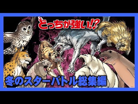 【どっちが強い！？総集編】冬のスター動物バトル特集！「オオカミvsハイエナ」や「ゾウアザラシvsホッキョクグマ」冬の動物たちによるガチンコバトル4選！【漫画】