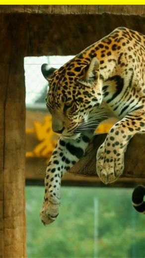 Amazon Rainforest ke Sabse Khatarnak Janwar 😱 #shorts #viral #amazon