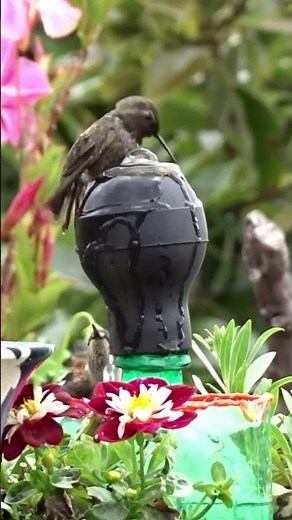 HUMMINGBIRDS 1st EVER Endless Water Fountain LOVED Ball Bird Bath Solar Powered PORTABLE Hummingbird
