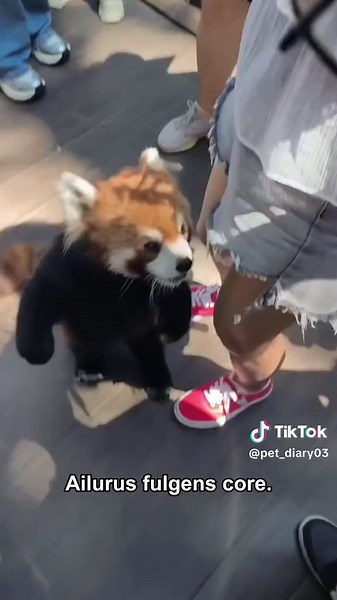 Ailurus Fulgens: The Funniest Red Panda Moments
