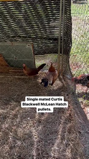 Game Farm Insights: Raising McLean Hatch Pullets
