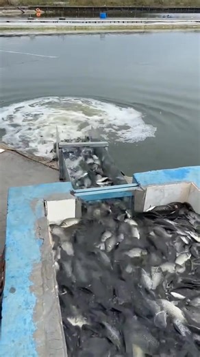 Very interesting I love my fish man business it gives me joy | Peterthefisherman