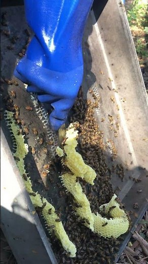Beeswax Cleaning 🐝 | Purify & Prepare for Use