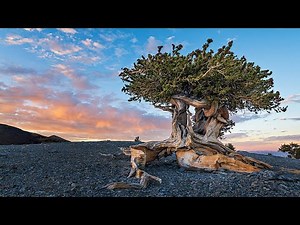 Top 10 Oldest Trees in the World 🌲