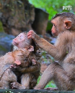 omg...what happened wrong on new monkey abandoned! why monkey Sina try to catch them like that... | Monkey RoJo