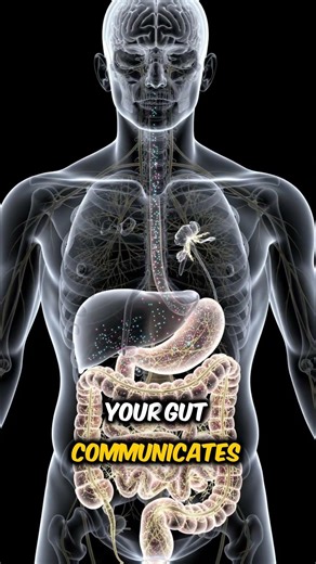 Unlocking the Secrets of Your Gut: The Microbiome's Surprising Influence on Your Mood
