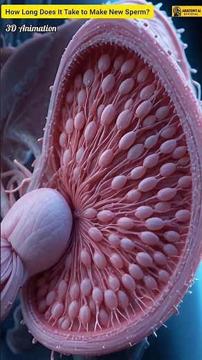 How Long Does It Take to Make New Sperm?