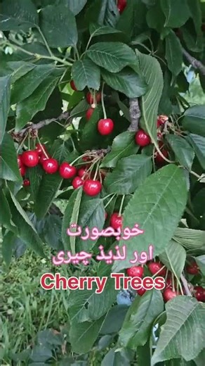Cherry tree | Different varieties of cherry 🍒