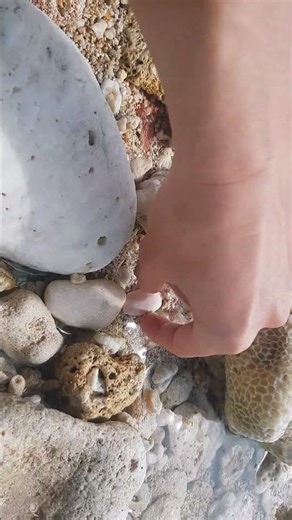 Pick Up Shells With Robin - Ez6