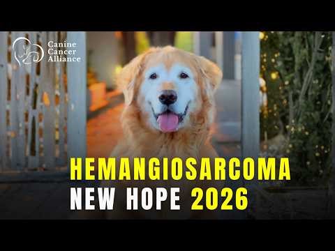 Hemangiosarcoma in Dogs: New Treatments, Research, and Hope (2026)