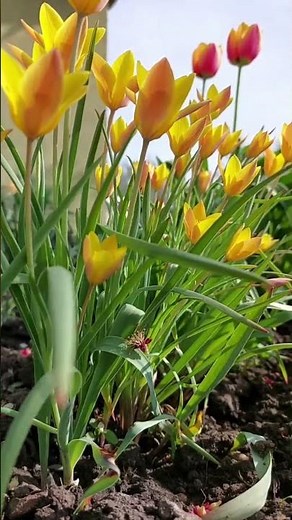 From Bud to Bloom: Tulip Opening and Closing 🌷