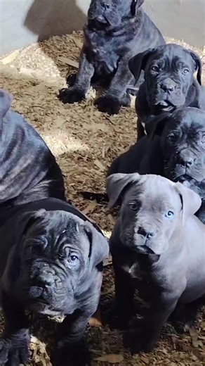 Exploring the Cane Corso Breed: Part 2