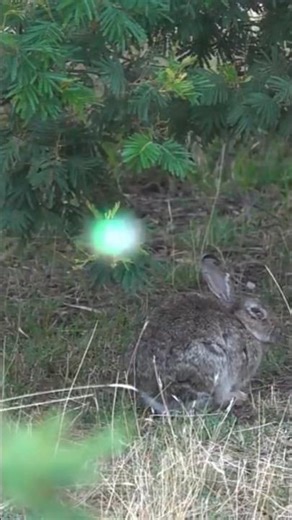 Lightning Fast Rabbit Hunting Shot | Slow Motion View#охота #chase #wildhunting