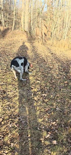 Hudson the GSP....TURTLE shell!! 🤣😂