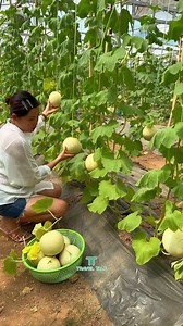 238K views · 2.9K reactions | ចំការ Melon កណ្តាលទីក្រុងភ្នំពេញ ...